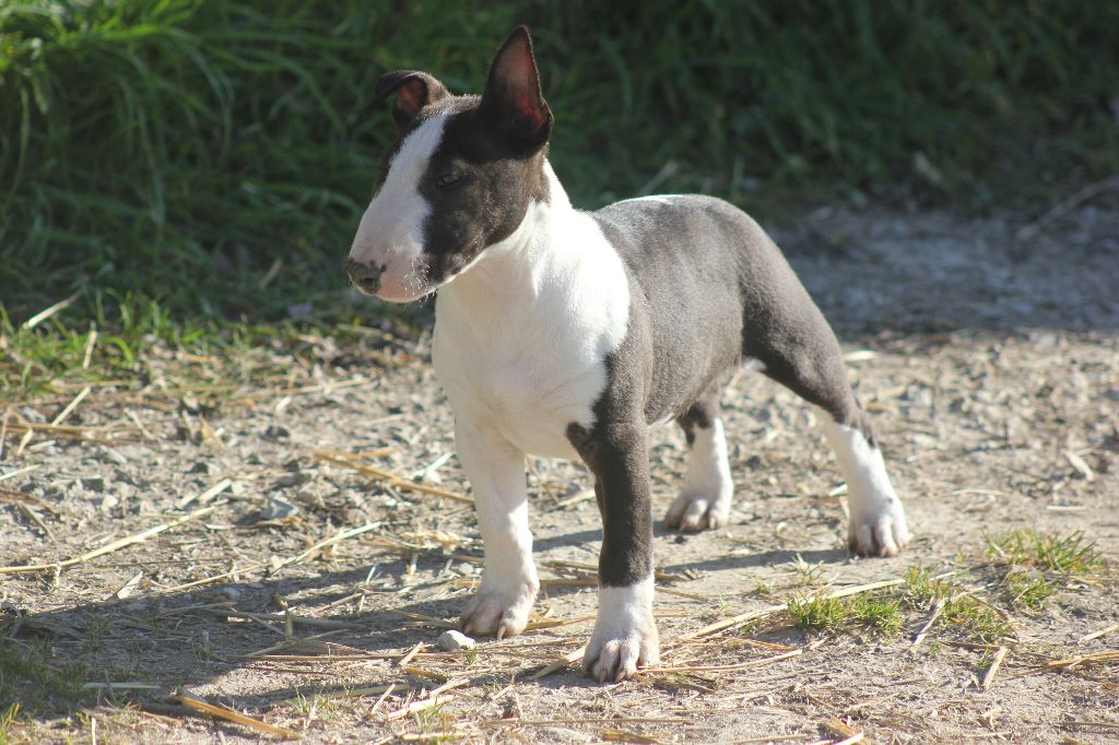 Du Château De Menardiere - Chiot disponible  - Bull Terrier Miniature
