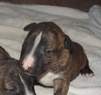 CHIOT